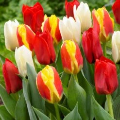 30 Tulipes 60 Days Of Tulips En Mélange 10 30 Tulipes 60 Days Of Tulips En Mélange -Promos Jardinove Magasin bak 83027 4