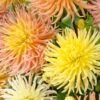 5 Dahlias Star En Mélange -Promos Jardinove Magasin bak 85480 1