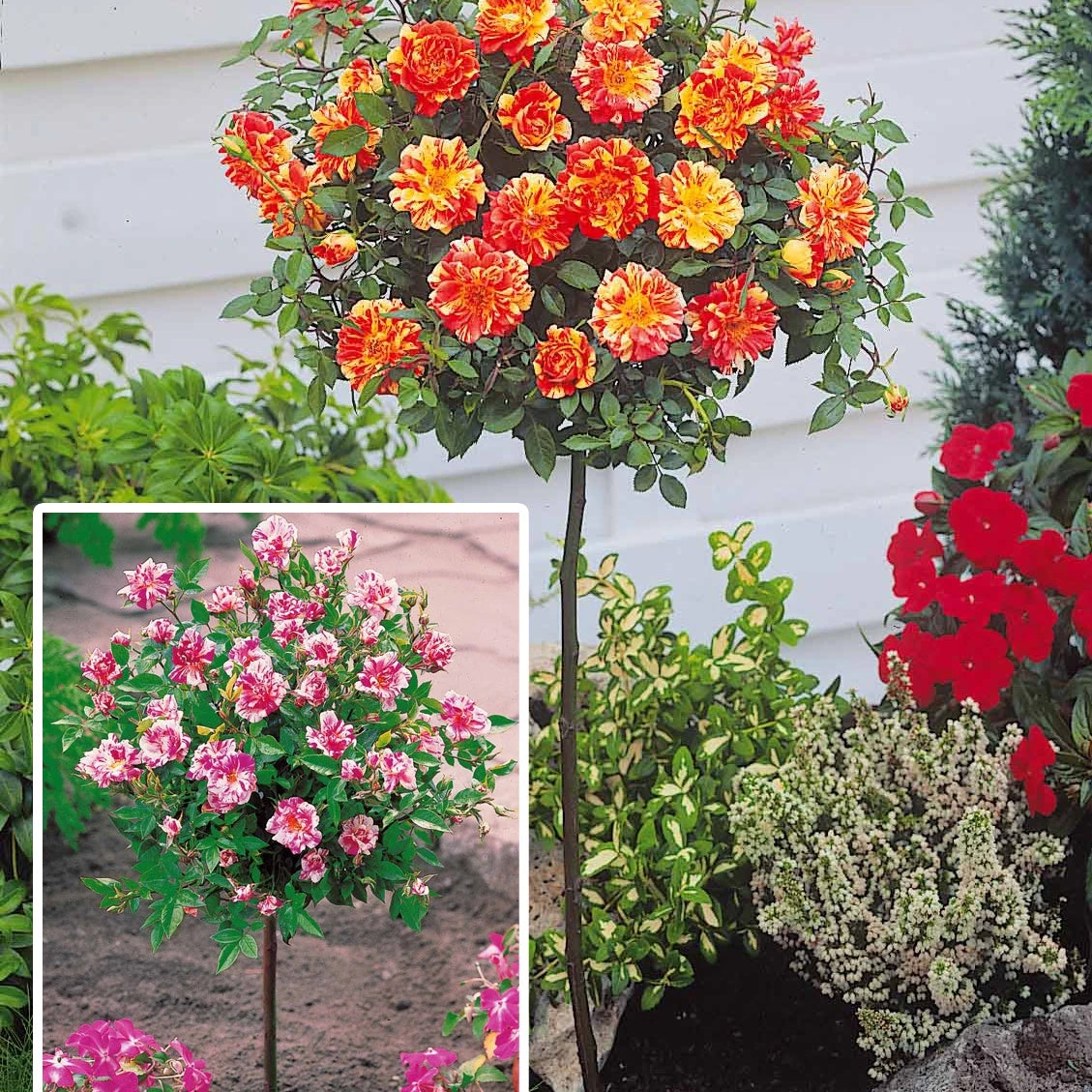 Collection De 2 Mini-rosiers Sur Tiges Armida Et Mousha 3 Collection De 2 Mini-rosiers Sur Tiges Armida Et Mousha