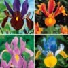 40 Iris De Hollande Colorés En Mélange -Promos Jardinove Magasin col 103794 1