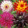 8 Dahlias Cactus En Mélange -Promos Jardinove Magasin col 103825 2
