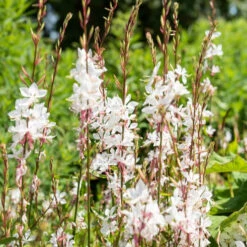 Gaura Blanche 10 Gaura Blanche -Promos Jardinove Magasin hor 101002 3 1705484682523