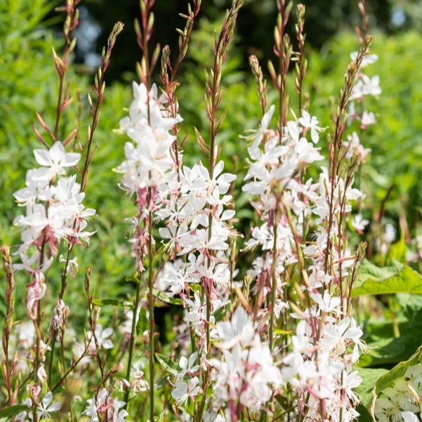 Gaura Blanche 6 Gaura Blanche – Image 4