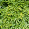 Aucuba Du Japon Variegata 1 Aucuba Du Japon Variegata -Promos Jardinove Magasin hor 103234 1