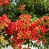 Bougainvillier Orange -Promos Jardinove Magasin hor 103261 1