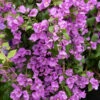 Bougainvillier Violet -Promos Jardinove Magasin hor 103262 1