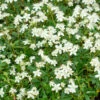 Potentilla Tridentata Nuuk -Promos Jardinove Magasin hor 103555 1