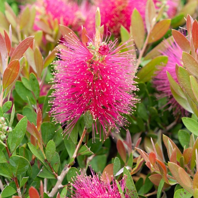 Callistemon Hot Pink - Rince-bouteille Rose 4 Callistemon Hot Pink - Rince-bouteille Rose – Image 2