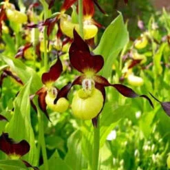 Orchidée Terrestre 'cypripède Soulier' 7 Orchidée Terrestre 'cypripède Soulier' -Promos Jardinove Magasin jar 105697 3