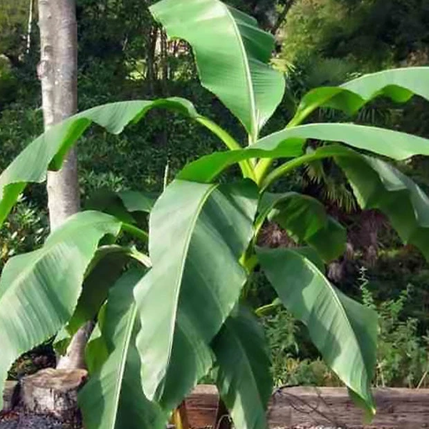 Bananier Du Japon 'Sakhalin' 5 Bananier Du Japon 'Sakhalin' – Image 3