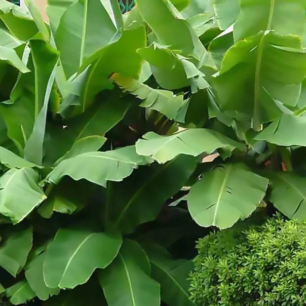 Bananier Du Japon 'Sakhalin' 7 Bananier Du Japon 'Sakhalin' – Image 5