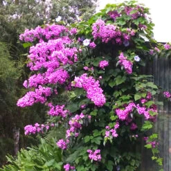 Bougainvillier Rustique Violet De Mèze 7 Bougainvillier Rustique Violet De Mèze -Promos Jardinove Magasin laf 103568 1
