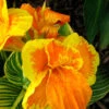 Canna Tropicanna Gold 1 Canna Tropicanna Gold -Promos Jardinove Magasin laf 104684 1
