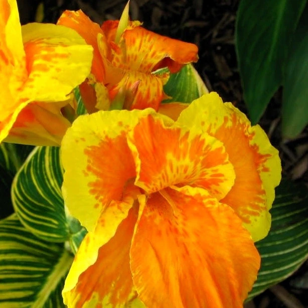 Canna Tropicanna Gold 3 Canna Tropicanna Gold