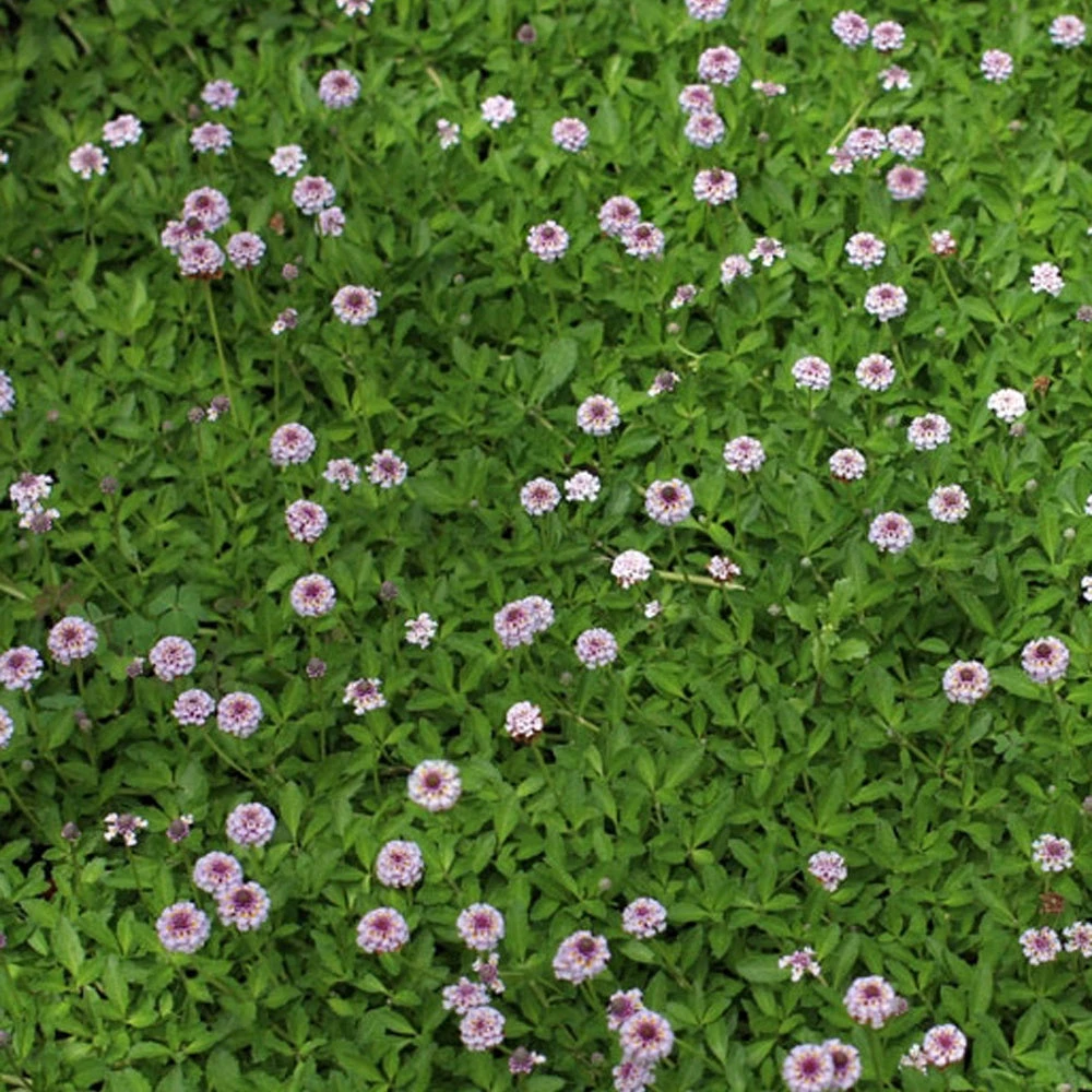 3 Verveines Nodulaire 4 3 Verveines Nodulaire – Image 2