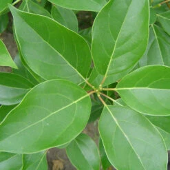 Camphrier 7 Camphrier -Promos Jardinove Magasin laf 111587 3