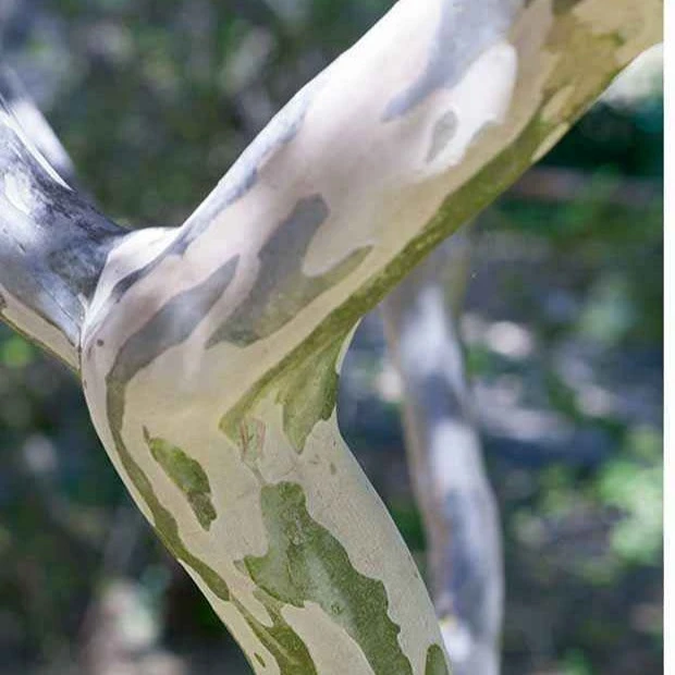 Lilas Des Indes Petit Pink 5 Lilas Des Indes Petit Pink – Image 3