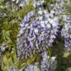 Glycine De Chine Prolific -Promos Jardinove Magasin map 41395 3 1704723379070
