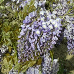 Glycine De Chine Prolific