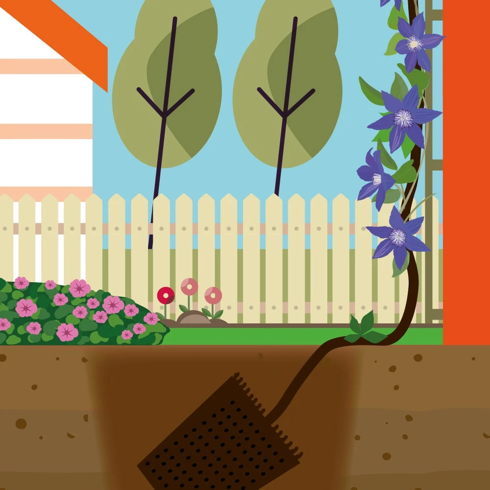 Collection De 3 Clématites : Ville De Lyon, Miss Bateman, Président 6 Collection De 3 Clématites : Ville De Lyon, Miss Bateman, Président – Image 4