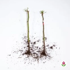 Collection De 2 Mini-rosiers Sur Tiges Armida Et Mousha 9 Collection De 2 Mini-rosiers Sur Tiges Armida Et Mousha -Promos Jardinove Magasin qlz 103789 4 1706093561197