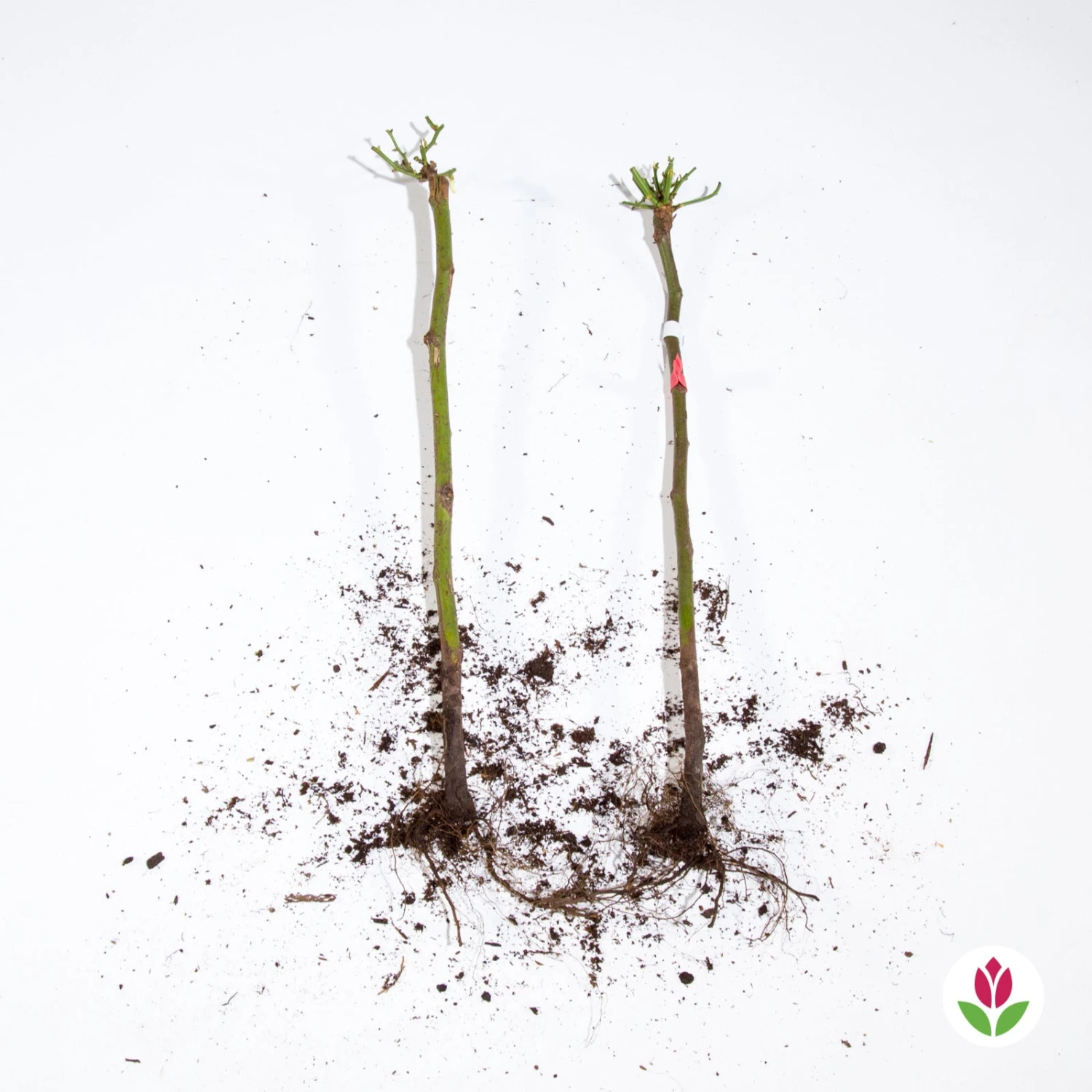 Collection De 2 Mini-rosiers Sur Tiges Armida Et Mousha 6 Collection De 2 Mini-rosiers Sur Tiges Armida Et Mousha – Image 4