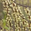Stachyurus Chinensis Joy Forever 2 Stachyurus Chinensis Joy Forever -Promos Jardinove Magasin rav 103560 1