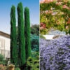 Collection De 3 Arbustes : Cyprès, Céanothe, Albizia -Promos Jardinove Magasin rav 103920 4