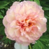 Pivoine Itoh Scrumdiddlyumptious -Promos Jardinove Magasin ree 103364 1