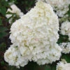 Hortensia Paniculé Dolly 1 Hortensia Paniculé Dolly -Promos Jardinove Magasin ren 101477 2 1706108361154