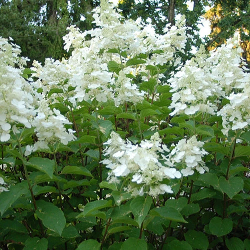 Hortensia Paniculé White Lady 4 Hortensia Paniculé White Lady – Image 2