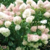 Hortensia Paniculé Phantom -Promos Jardinove Magasin ren 101483 2