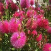 Callistemon Hot Pink - Rince-bouteille Rose -Promos Jardinove Magasin ren 104607 5 1705313761078