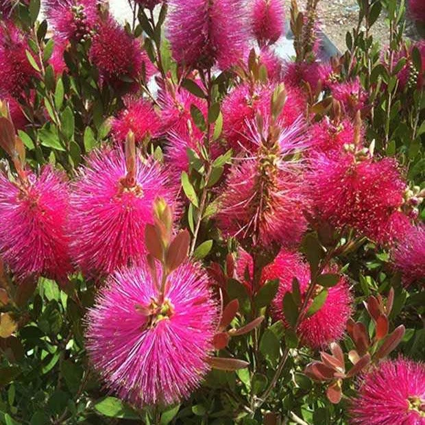 Callistemon Hot Pink - Rince-bouteille Rose 3 Callistemon Hot Pink - Rince-bouteille Rose