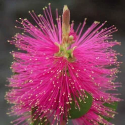 Callistemon Hot Pink - Rince-bouteille Rose 9 Callistemon Hot Pink - Rince-bouteille Rose -Promos Jardinove Magasin ren 104607 6 1705313753622