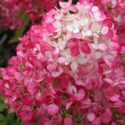 Hortensia Paniculé Diamant Rouge -Promos Jardinove Magasin ren 64449 7 1699630959968