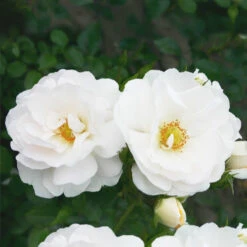 Promos Jardinove Magasin 11 Rosier Grimpant Hella