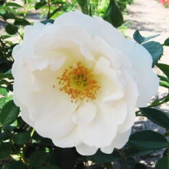 Promos Jardinove Magasin -Promos Jardinove Magasin rip 100605 5 1700056559097