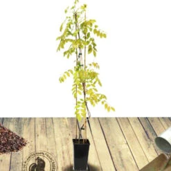 Glycine De Chine Caroline -Promos Jardinove Magasin tra 41396 5