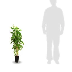 Glycine De Chine Caroline -Promos Jardinove Magasin tra 41396 6