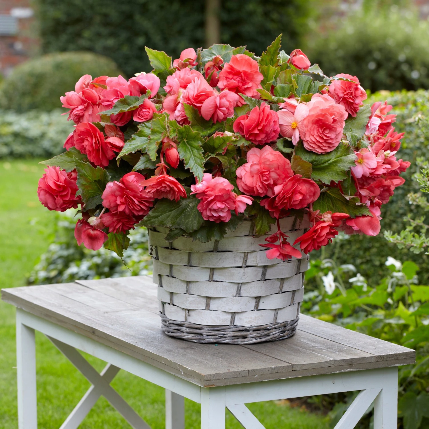 5 Bégonias Retombants Parfumés Pink Delight 3 5 Bégonias Retombants Parfumés Pink Delight