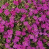 3 Aubriètes Regado Red -Promos Jardinove Magasin vds 101785 1 1706117667043