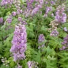 3 Delphiniums Géants Astolat -Promos Jardinove Magasin vds 101897 1 1706542231866