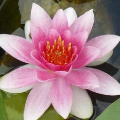 Nénuphar Masaniello