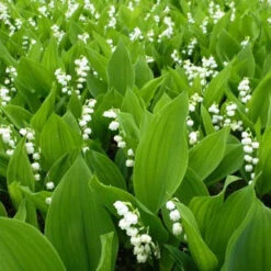 Muguet Blanc 9 Muguet Blanc -Promos Jardinove Magasin vds 25916 9 1705410385291