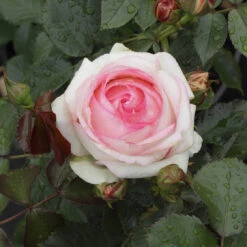 Rosier Grimpant Pierre De Ronsard - Eden Rose 85