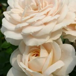 Rosier Lions-Rose ®