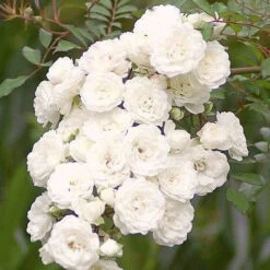 Promos Jardinove Magasin 4 Rosier Crystal Fairy ®