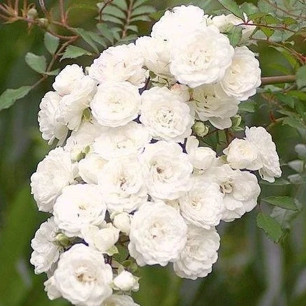 Rosier Crystal Fairy ® 3 Rosier Crystal Fairy ®