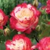 Rosier Buisson Double Delight -Promos Jardinove Magasin vis 100363 6 1708340192405